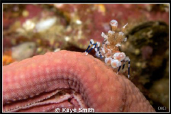 Richelieu lullaby.

Tiny baby harlequin shrimp taken at... by Kaye Smith 